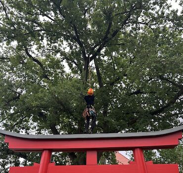 Professioneller Baumschnitt – Harmonisches Schnittbild      Unser Ziel ist ein gesunder, stabiler und optisch ansprechender Baum. Durch fachgerechte Schnitte entsteht ein harmonisches Schnittbild, das:          Die natürliche Wuchsform bewahrt         Die Vitalität des Baumes stärkt         Die Verkehrssicherheit gewährleistet      Jeder Schnitt wird gezielt gesetzt, um das Wachstum zu lenken und gleichzeitig die Ästhetik des Baumes zu erhalten.