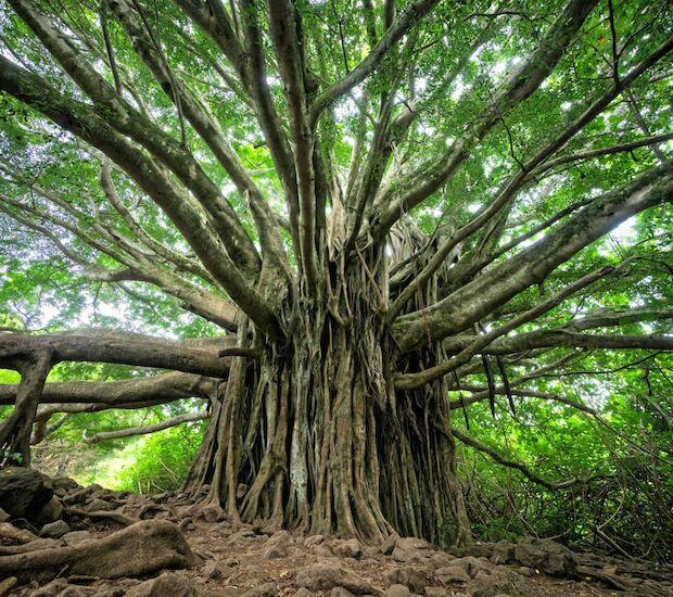 © Brandon Green - unsplash.com